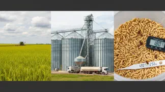 Miniatura do artigo de Gestão Agrícola: Armazenagem do Arroz: Como Preservar Qualidade e Lucratividade