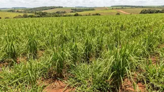 Miniatura do artigo de Gestão Agrícola: Arroz Consorciado: Como Recuperar Pastagem com Lucro [2025]