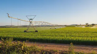 Miniatura do artigo de Gestão Agrícola: Arroz Irrigado vs Sequeiro: Qual Traz Mais Lucro? [2025]