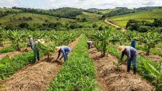 Miniatura do artigo de Gestão Agrícola: Banana Orgânica: Guia de Mercado, Vantagens e Preço [2025]