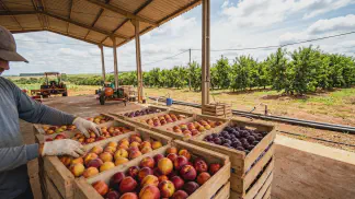 Miniatura do artigo de Gestão Agrícola: Pêssego, Nectarina e Ameixa: 5 Benefícios Essenciais [2025]