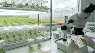 Miniatura do artigo de Gestão Agrícola: Cultura de Tecidos na Prática: 4 Passos Essenciais [2025]