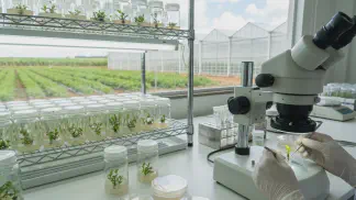 Miniatura do artigo de Gestão Agrícola: Cultura de Tecidos na Prática: 4 Passos Essenciais [2025]