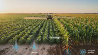 Miniatura do artigo de Gestão Agrícola: Boro nas Plantas: Guia Completo para Aumentar a Produtividade da Lavoura