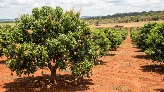 Miniatura do artigo de Gestão Agrícola: Botânica da Mangueira: Guia Definitivo de Espécies [2025]