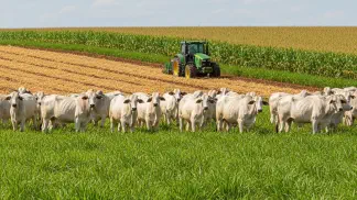 Miniatura do artigo de Gestão Agrícola: *Brachiaria Ruziziensis*: O Guia Completo de Manejo para Lavoura e Pecuária