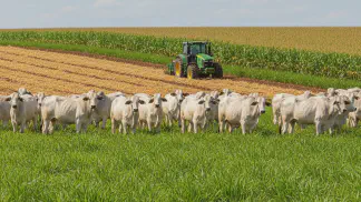 Miniatura do artigo de Gestão Agrícola: *Brachiaria Ruziziensis*: O Guia Completo de Manejo para Lavoura e Pecuária