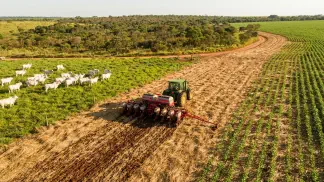 Miniatura do artigo de Gestão Agrícola: Braquiária na Recuperação de Solo: Guia Definitivo [2025]