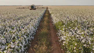 Miniatura do artigo de Gestão Agrícola: BRS 500 B2RF: Nova Cultivar de Algodão com Menor Custo e Maior Produtividade