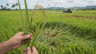 Miniatura do artigo de Gestão Agrícola: Brusone no Arroz: O Que É e Como Controlar a Doença [2025]