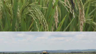 Miniatura do artigo de Manejo de Doencas: Brusone no Arroz: Guia Completo para Identificar, Prevenir e Controlar