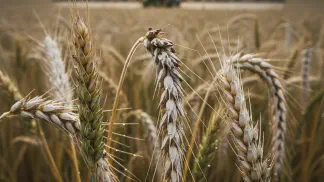 Miniatura do artigo de Mercado Agrícola: Brusone no Trigo: Identificação, Diferenças da Giberela e Controle