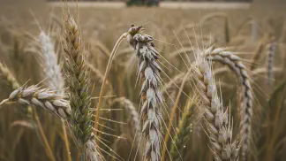 Miniatura do artigo de Mercado Agrícola: Brusone no Trigo: Identificação, Diferenças da Giberela e Controle