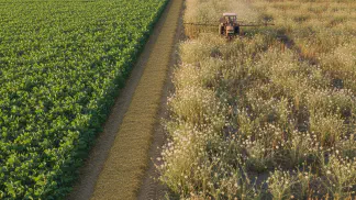 Miniatura do artigo de Manejo de Plantas Daninhas: Buva Resistente a Glifosato: Guia Completo de Identificação, Controle e Custos
