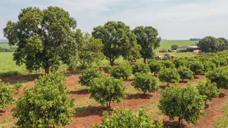 Miniatura do artigo de Gestão Agrícola: Tipos de Caju: Guia Definitivo para Produzir Mais [2025]