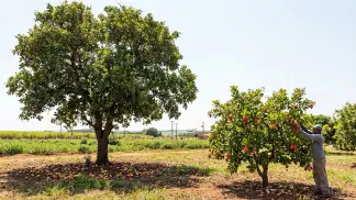 Miniatura do artigo de Gestão Agrícola: Cajueiro Anão ou Comum: Qual Dá Mais Lucro? [Guia 2025]