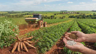Miniatura do artigo de Gestão Agrícola: Calagem na Mandioca: Guia para Solo Ácido e Mais Lucro [2025]