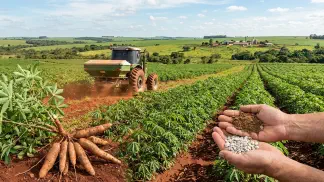 Miniatura do artigo de Gestão Agrícola: Calagem na Mandioca: Guia para Solo Ácido e Mais Lucro [2025]