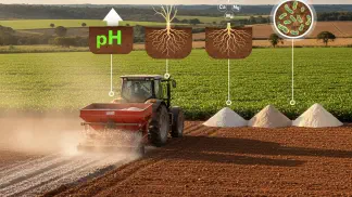 Miniatura do artigo de Gestão Agrícola: Calcário Calcítico, Magnesiano e Dolomítico: Qual Usar na Sua Lavoura?