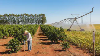 Miniatura do artigo de Gestão Agrícola: Produção de Citrus: Como Reduzir o Impacto do Calor [2025]