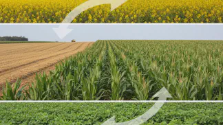 Miniatura do artigo de Gestão Agrícola: Canola: Um Guia Completo Sobre Cultivo e Vantagens na Rotação de Culturas