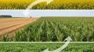 Miniatura do artigo de Gestão Agrícola: Canola: Um Guia Completo Sobre Cultivo e Vantagens na Rotação de Culturas