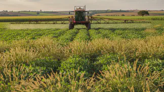 Miniatura do artigo de Manejo de Plantas Daninhas: Capim-amargoso: como fazer o manejo e controle na sua lavoura
