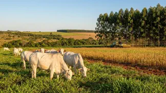 Miniatura do artigo de Gestão Agrícola: Capim para Integração Lavoura-Pecuária: Guia Completo [2025]