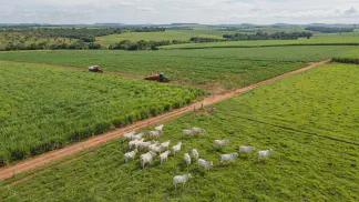 Miniatura do artigo de Gestão Agrícola: Capim para Pastagem: Qual o Melhor para seu Solo? [2025]