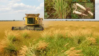 Miniatura do artigo de Manejo de Plantas Daninhas: Capim-Rabo-de-Raposa: Guia Completo de Identificação e Manejo na Lavoura