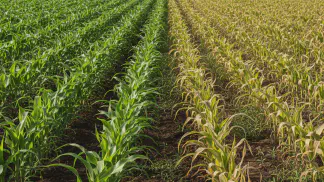 Miniatura do artigo de Gestão Agrícola: Carryover de Herbicida: Como Evitar Prejuízos na Lavoura