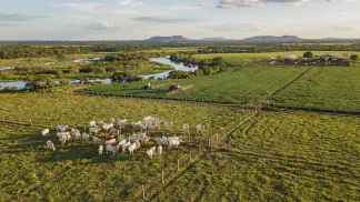 Miniatura do artigo de Gestão Agrícola: Cerca Elétrica no Pantanal: Reduza Custos no Manejo [2025]