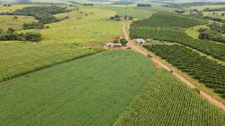 Miniatura do artigo de Gestão Agrícola: Cereja e Damasco no Brasil: Guia de Clima e Cultivo [2025]