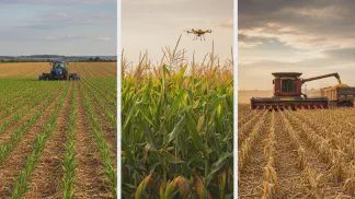 Miniatura do artigo de Gestão Agrícola: Ciclo do Milho Safrinha: Guia Completo do Plantio à Colheita