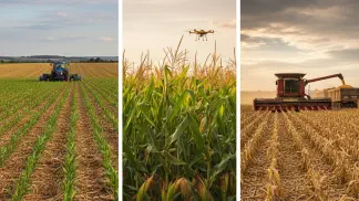 Miniatura do artigo de Gestão Agrícola: Ciclo do Milho Safrinha: Guia Completo do Plantio à Colheita