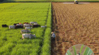Miniatura do artigo de Manejo Integrado de Pragas: Cigarrinha-das-Pastagens: Guia Completo de Identificação e Manejo