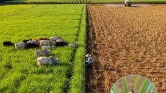 Miniatura do artigo de Manejo Integrado de Pragas: Cigarrinha-das-Pastagens: Guia Completo de Identificação e Manejo