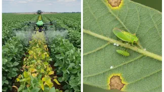 Miniatura do artigo de Manejo Integrado de Pragas: Cigarrinha-Verde: Guia Completo para Identificação e Controle na Lavoura