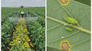Miniatura do artigo de Manejo Integrado de Pragas: Cigarrinha-Verde: Guia Completo para Identificação e Controle na Lavoura