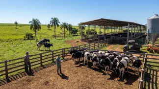 Miniatura do artigo de Gestão Agrícola: Cio da Vaca Leiteira: Guia Definitivo de Manejo [2025]