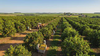 Miniatura do artigo de Gestão Agrícola: Classificação Swingle e Tanaka na Citricultura: Guia [2025]