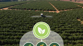 Miniatura do artigo de Gestão Agrícola: Citros e Citrus: Entenda a Diferença e a Importância para o Seu Pomar