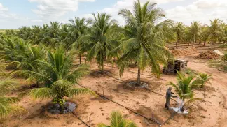 Miniatura do artigo de Gestão Agrícola: Plantação de Coqueiro: 7 Dicas para Alta Produção [2025]