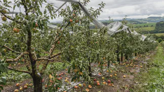 Miniatura do artigo de Gestão Agrícola: Clima e Maçãs: Guia Prático para Proteger a Safra [2025]