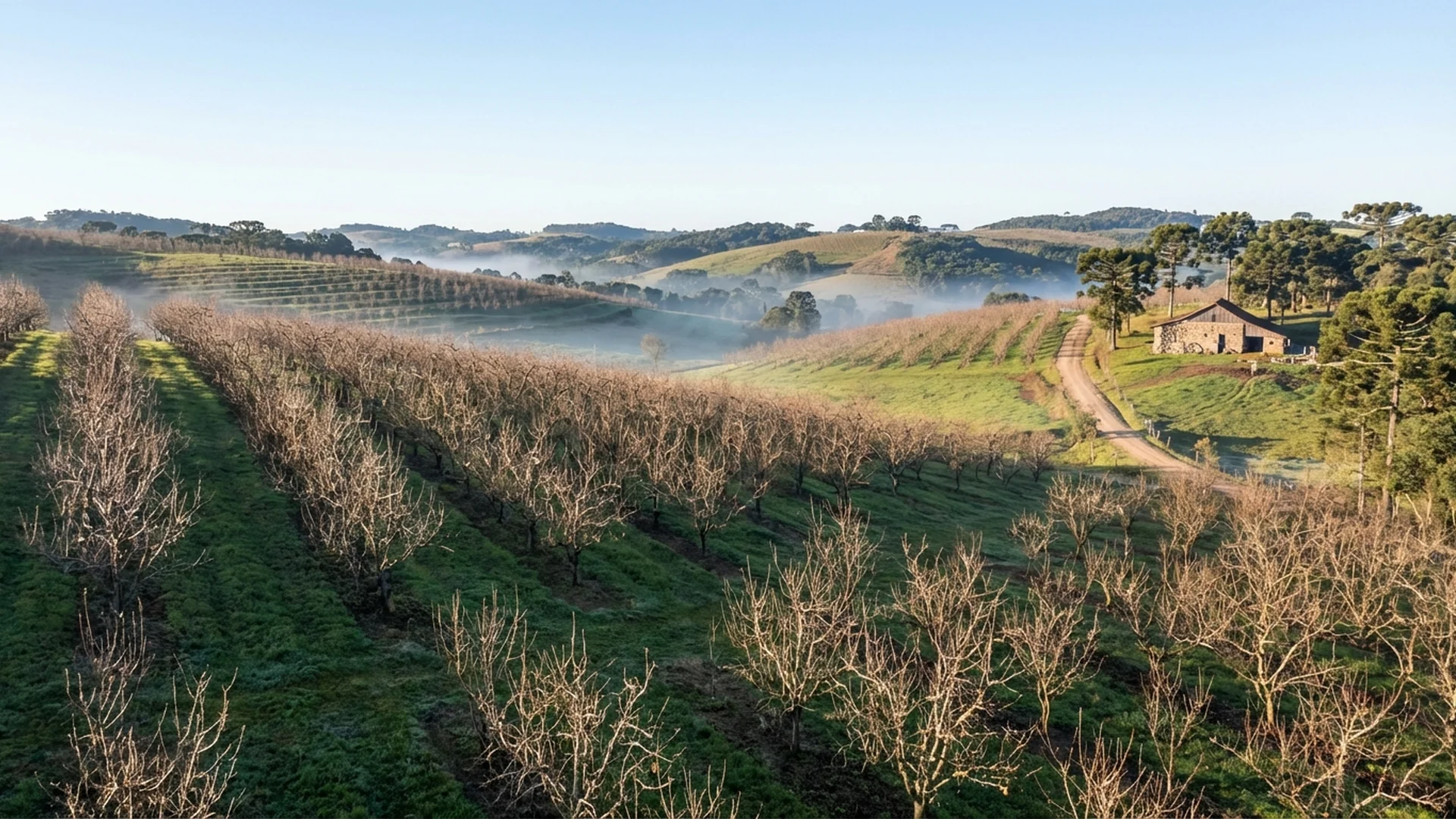 Imagem de destaque do artigo: Clima Ideal para Pera: Guia Prático de Horas de Frio [2025]