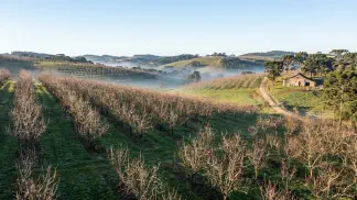 Miniatura do artigo de Gestão Agrícola: Clima Ideal para Pera: Guia Prático de Horas de Frio [2025]