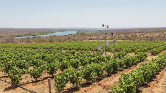 Miniatura do artigo de Gestão Agrícola: Fruticultura Irrigada em Petrolina: Guia de Clima [2025]