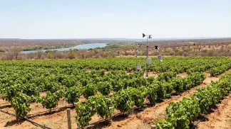 Miniatura do artigo de Gestão Agrícola: Fruticultura Irrigada em Petrolina: Guia de Clima [2025]