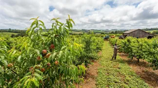 Miniatura do artigo de Gestão Agrícola: Clima no Pêssego e Ameixa: Como Otimizar a Produção [2025]