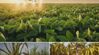 Miniatura do artigo de Gestão Agrícola: Cobre nas Plantas: Como Identificar e Corrigir Deficiências
